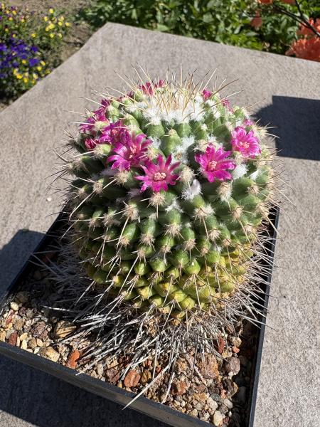 Mammillaria knippeliana
